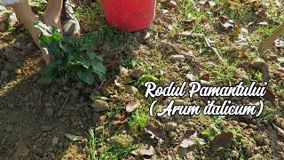 Rodul Pamantului Arum italicum RoxanaAlina [upl. by Nievelt]