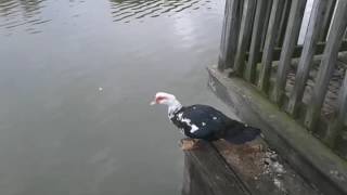 Muscovy ducks flying [upl. by Eilojne25]