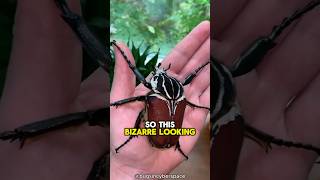 Stay AWAY From This Big Insect 😨 viral [upl. by Arette]