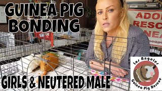 Girl Guinea Pigs and Neutered Male Bonding with Saskia [upl. by Himelman]