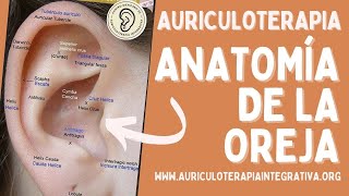 Anatomía de la oreja  Aprende Auriculoterapia [upl. by Tedi]