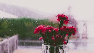 1 minute flower and rain background  Recharge Relaxation Heavy Rain  Take a minute  Powerup [upl. by Cissy218]