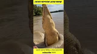 rocodile Diet Explained in Banglashortvideo tarotreading shorts newvideo [upl. by Naira620]