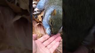 L’écureuil en automne🍂🐿️🎼 ecureuil automne season [upl. by Lielos952]