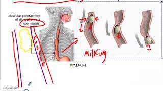 Medical Anatomy and Physiology Stomach Anatomy and Gastric Juices [upl. by Baker512]