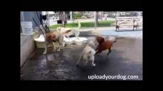 Annoying Poodle Dog Gets Attacked Bullied After annoying other dogs Uploadyourdog [upl. by Esina434]