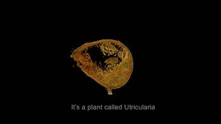 The secret of how Utricularia Gibba makes its animal sucking traps [upl. by Ahseyt]