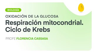 Respiración mitocondrial Ciclo de Krebs  Biología  Oxidación de la glucosa  V4  Egg Educación [upl. by Starla]