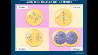 Tout savoir et comprendre sur la mitose [upl. by Mannos]