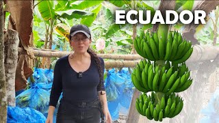 Así se cosecha el PLÁTANO VERDE de exportación en ECUADOR [upl. by Aicad192]