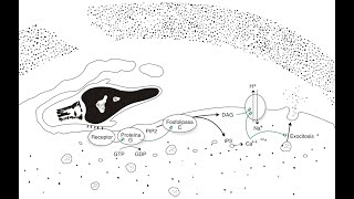 Bases Biológicas y Moleculares de la Gametogénesis y la Fecundación [upl. by Stodder]