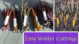 Easy Winter Cuttings Hardwood Propagation [upl. by Aisila]