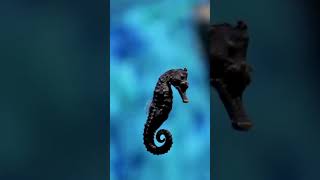 Seahorse shorts wildlife animal [upl. by Orv]