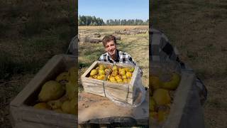 🍐 Dulce de pera ahumada prácticamente gratis 🌲 [upl. by Aerdnaeel616]