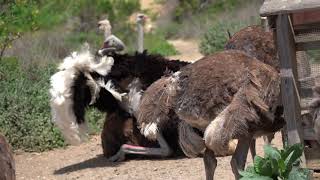 Ostriches mating [upl. by Hobart]