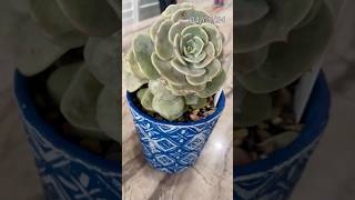 Echeveria Lola headchop update echeveria propagation succulentpropagation succulent echeverias [upl. by Hannahs]