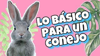 8 COSAS QUE DEBES CONOCER ANTES DE TENER UN CONEJO [upl. by Auqenehs]