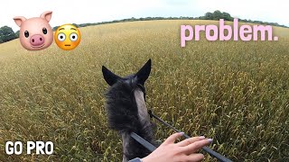 she has a problem… 😬🐷 GOPRO  equinemollie [upl. by Puritan]