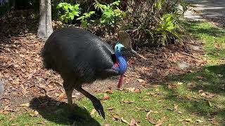 Camping with Cassowaries A Unique Encounter [upl. by Aziul52]