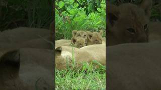 123times cuteness of Lion Cubs [upl. by Eugenio]