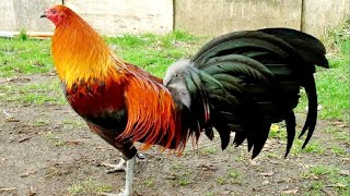 ROOSTER CROWING VIDEOS 🐓 ROOSTER SOUND 🐔 BEST [upl. by Resor]