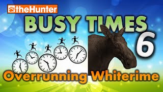 Busy Times 6 uncut  Overrunning Whiterime incl Melanistic Moose  theHunter Classic [upl. by Hymen389]