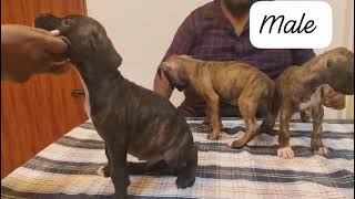 Boxer puppies for sale in Delhi ncr  7428876405 [upl. by Ejroj743]