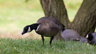 HDObservations  Cackling Goose 4K UHD [upl. by Aisital846]