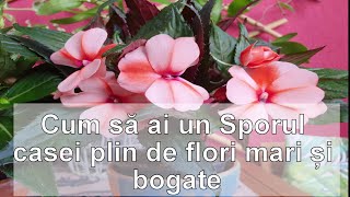 Cum sa ai un Sporul casei bogat si cu flori mari [upl. by Ibrek]