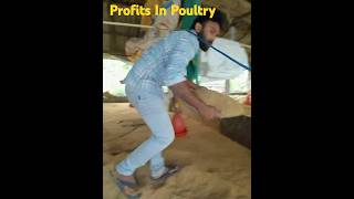 Short 4  Poultry Farming For Beginners  Broiler Poultry Farmingpoultryfarming poultry [upl. by Yanehc]