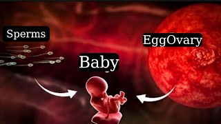 Sperms and Eggs  Fertilization Process  Baby Development  Pregnancy Explained [upl. by Randolf]