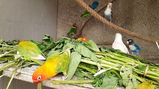 Personata amp Fischers Lovebirds  Eating Vegetables [upl. by Wallas965]