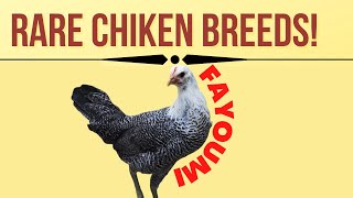 Fayoumi Chickens Fayoumi hens Ancient Breed of Egyptian chickens Rare Egyptian chicken breed [upl. by Skeie]