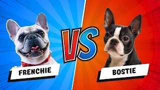 Boston Terrier vs French Bulldog  Which is Better Dog vs Dog [upl. by Crescentia771]