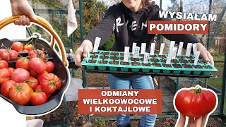 Siew pomidorów 🍅 odmiany wielkoowocowe i koktajlowe [upl. by Pierro676]