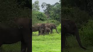 Watch till last end wild animals captured while hunting wildlife wildanimals subscribe like [upl. by Yasmar141]