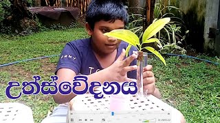 Grade 8 science practical උත්ස්වේදනය  Transpiration Guttation [upl. by Freddie344]