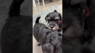 Szanajka puppy szczeniak cute sznaucer schnauzer dog ❤️❤️❤️ [upl. by Zohara]