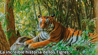 La increíble historia de los Tigres ¡Reyes de la Selva [upl. by Namia]