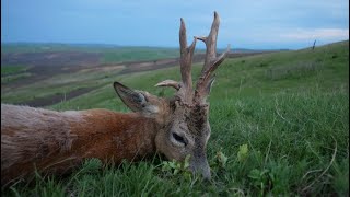 Bukkejagt i Rumænien kæmpe bukke  Spring Roebucks Romania Part 1 [upl. by Saeger]