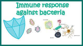 Immune response against Bacteria [upl. by Miza]