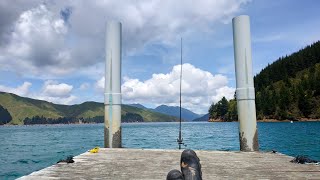 fishing in marlborough sounds nz [upl. by Nah478]