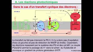 Physiologie végétale  Nutrition carbonée 8  Théorie chimioosmotique cycle de Calvin [upl. by Ikoek796]