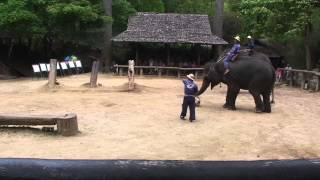 Elephants playing soccer in Thailand [upl. by Latrena]