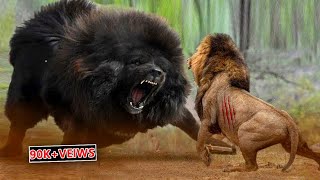 Lion Vs Tibetan Mastiff Video Tibetan Mastiff Vs Lion In a RealFight PITDOG [upl. by Etnasa23]