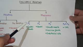 Cholinergic SystemParasympathetic System [upl. by Atkinson29]