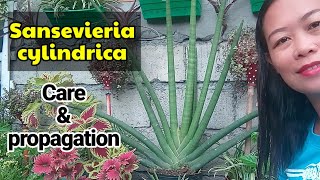 Snake plants Sansevieria Cylindrica care and propagation [upl. by Ahtnammas43]