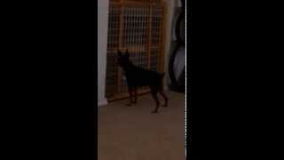 Weird Miniature Pinscher barks at literally nothing [upl. by Ahsenrac]