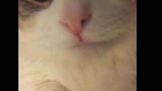 Cute Cat Video [upl. by Yeldah]