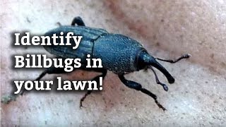 How to Identify Billbugs  Expert Lawn Care Tips [upl. by Faulkner255]